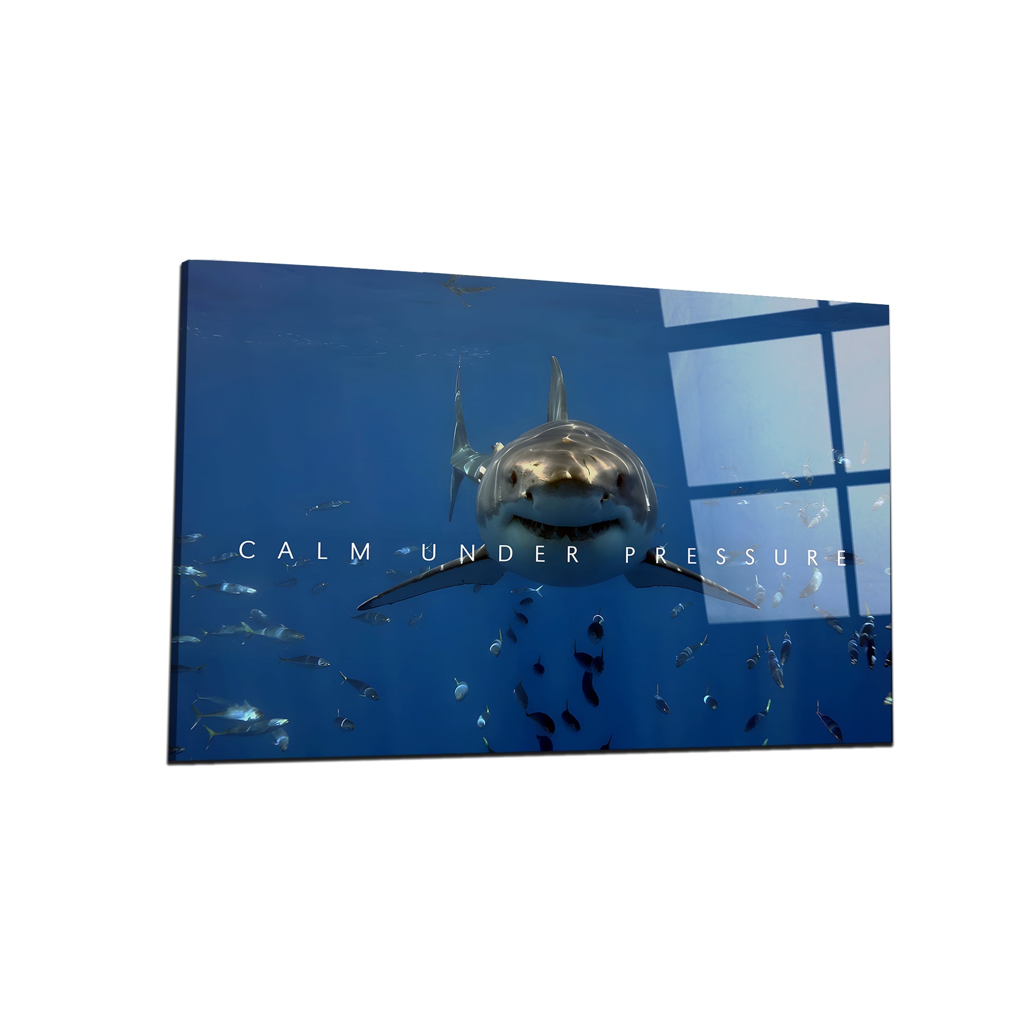 Shark