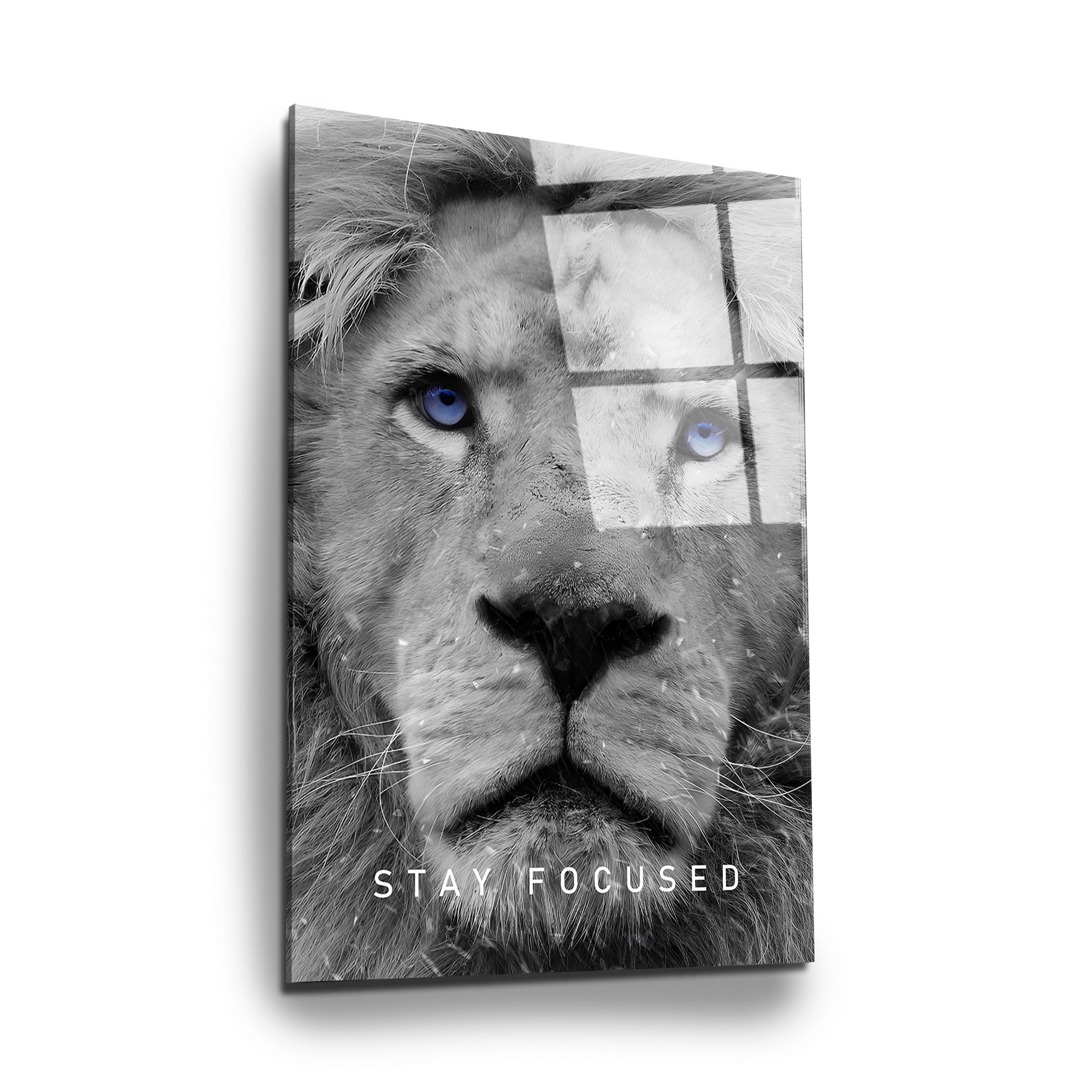 Lion "Stay focused"