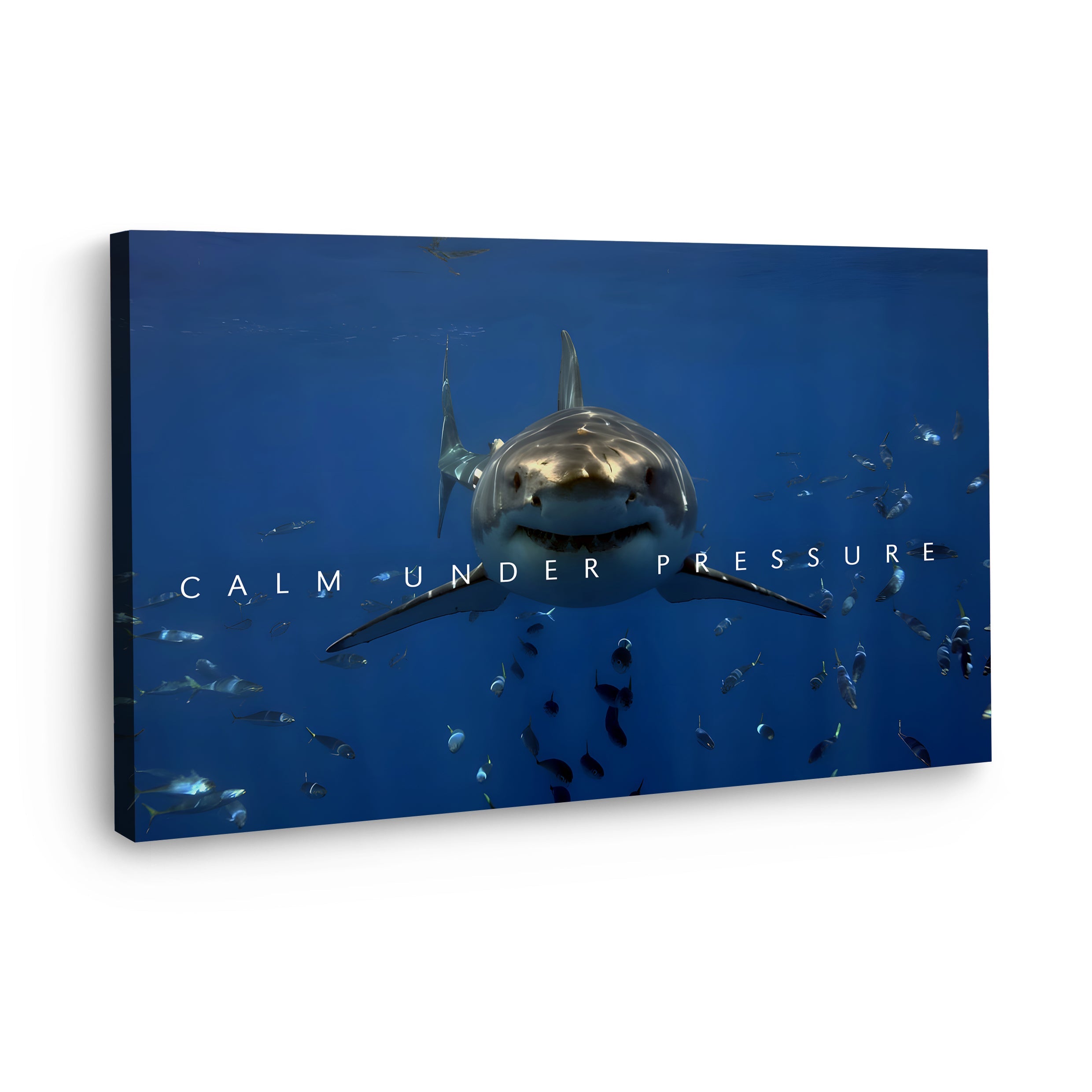 Shark